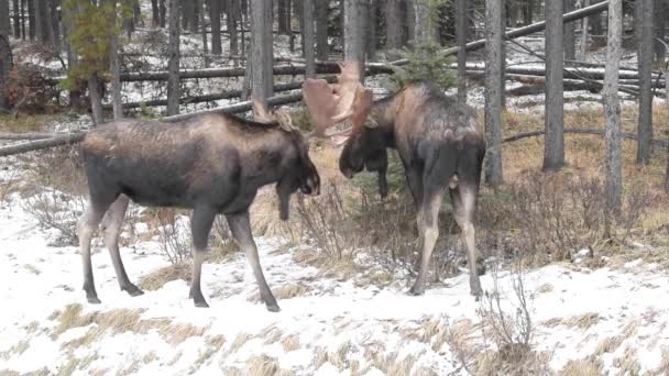 Moose Canadese Rockies — Stockvideo