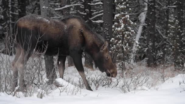 Moose Kanadských Skalistých Horách — Stock video