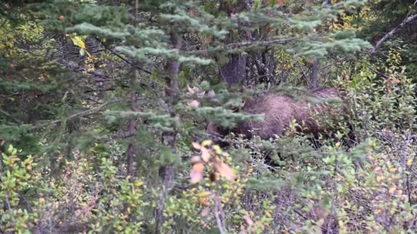 Alce Las Montañas Rocosas Canadienses — Vídeo de stock