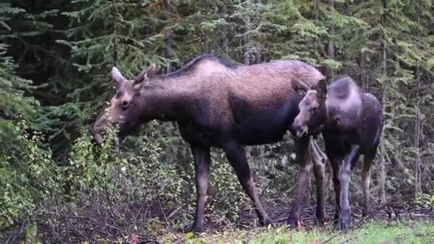 Älg Kanadensiska Klipporna — Stockvideo