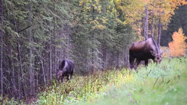 Moose Kanadských Skalistých Horách — Stock video