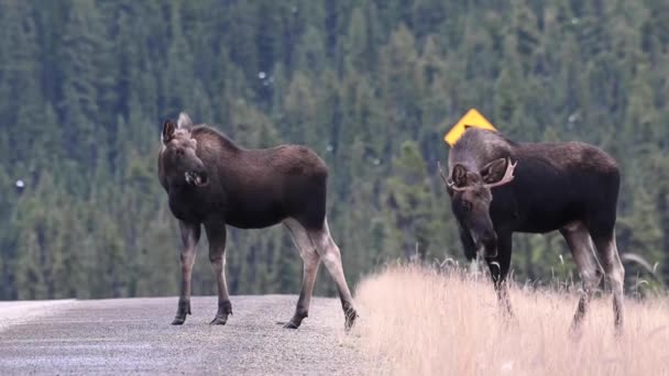 Alce Las Montañas Rocosas Canadienses — Vídeos de Stock