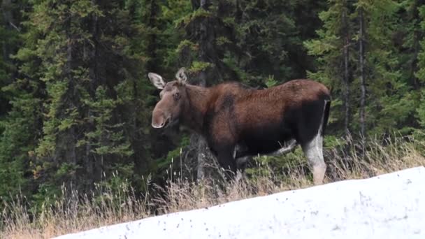 Moose Canadese Rockies — Stockvideo