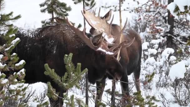 Moose Canadese Rockies — Stockvideo