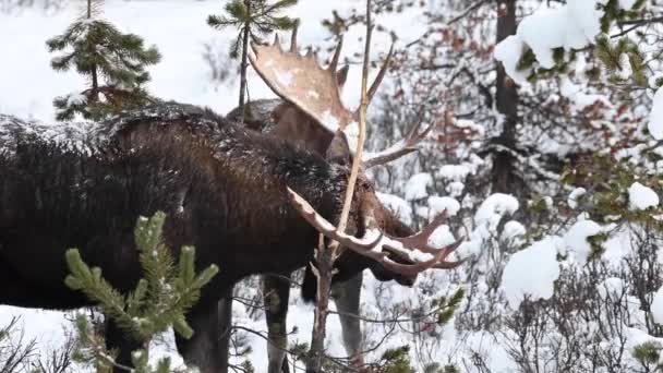 Alce Las Montañas Rocosas Canadienses — Vídeo de stock