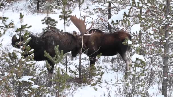 Moose Canadian Rockies — Stock Video