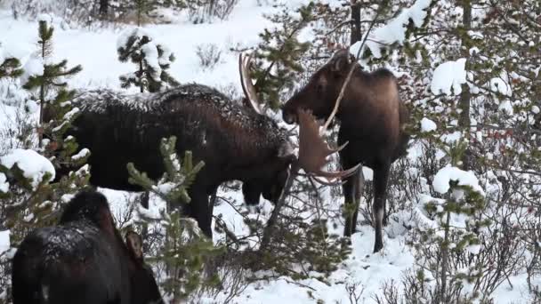 캐나다 산맥에 말코손바닥사슴 — 비디오
