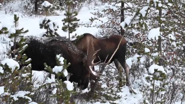 Alce Nas Montanhas Rochosas Canadenses — Vídeo de Stock