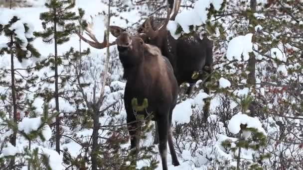 Moose Canadese Rockies — Stockvideo