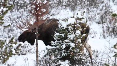 Kanada Kayalıklarında Geyik