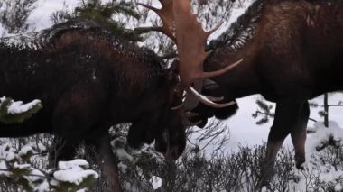 Kanada Kayalıklarında Geyik
