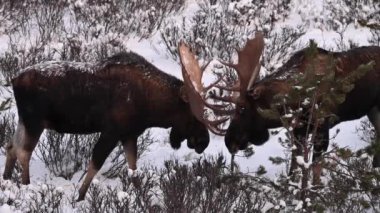 Kanada Kayalıklarında Geyik