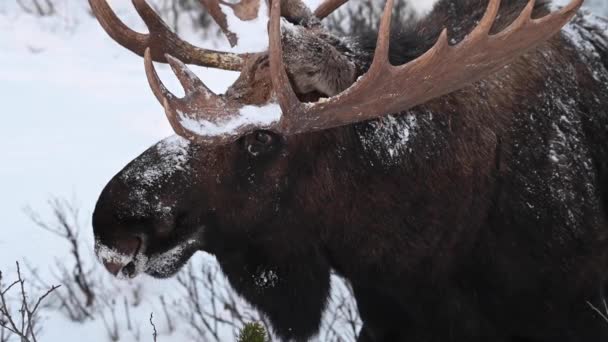 Orignal Dans Les Rocheuses Canadiennes — Video