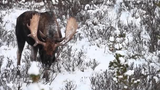 Alce Nas Montanhas Rochosas Canadenses — Vídeo de Stock