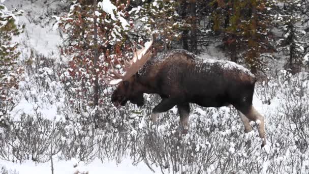 Moose Kanadských Skalistých Horách — Stock video