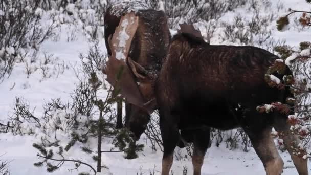 Elche Den Kanadischen Rocky Mountains — Stockvideo