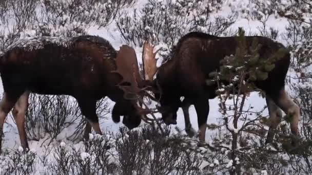 Alce Las Montañas Rocosas Canadienses — Vídeo de stock