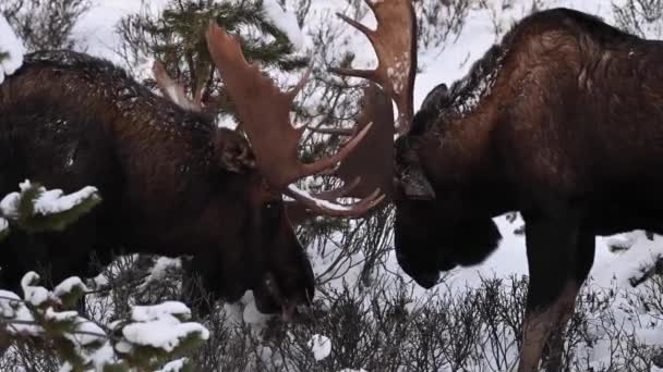 Alce Nas Montanhas Rochosas Canadenses — Vídeo de Stock