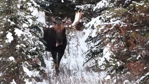 Kanada Kayalıklarında Geyik — Stok video