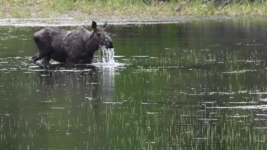 Kanada Kayalıklarında Geyik