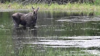 Kanada Kayalıklarında Geyik