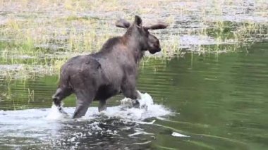 Kanada Kayalıklarında Geyik