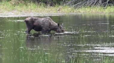 Kanada Kayalıklarında Geyik