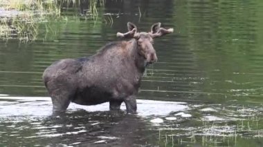 Kanada Kayalıklarında Geyik