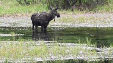 Kanada Kayalıklarında Geyik