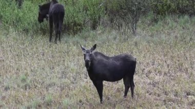 Kanada Kayalıklarında Geyik