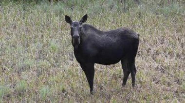 Kanada Kayalıklarında Geyik