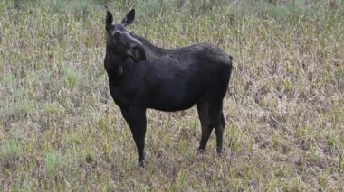 Kanada Kayalıklarında Geyik