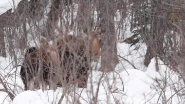 Kanada Kayalıklarında Geyik