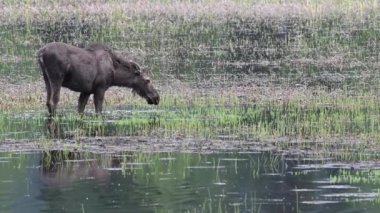 Kanada Kayalıklarında Geyik