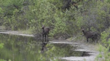 Kanada Kayalıklarında Geyik