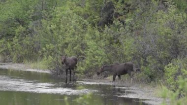 Kanada Kayalıklarında Geyik