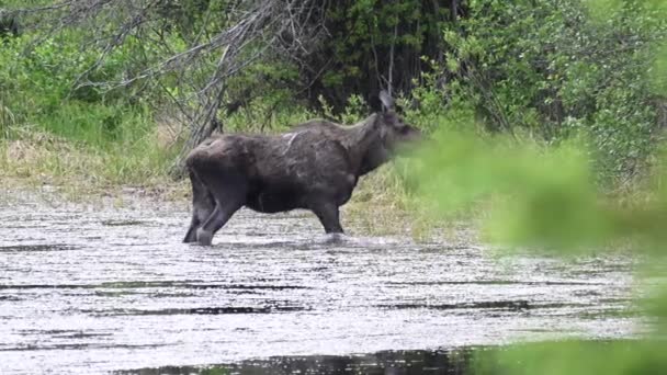 Moose Canadese Rockies — Stockvideo