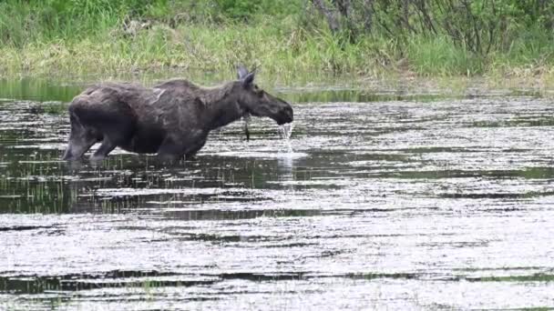 Alce Las Montañas Rocosas Canadienses — Vídeo de stock