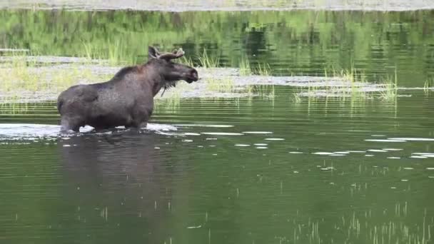 Moose Canadese Rockies — Stockvideo