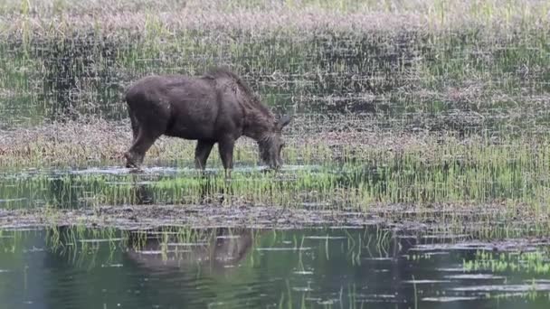 Moose Canadian Rockies — Stok Video