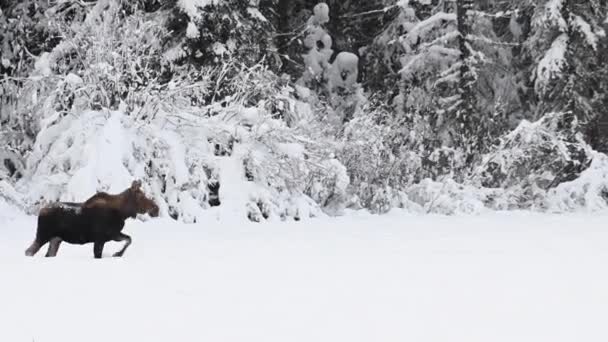 Elche Den Kanadischen Rocky Mountains — Stockvideo