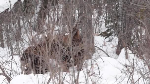 Moose Kanadských Skalistých Horách — Stock video