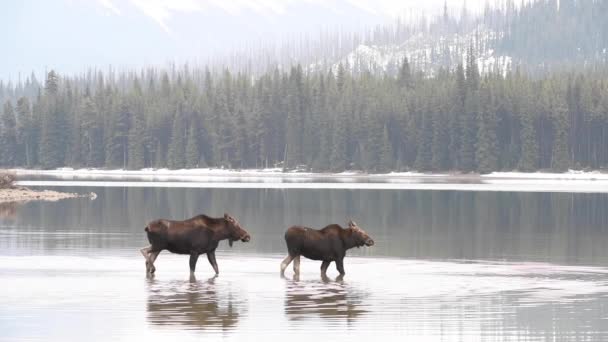 Moose Canadese Rockies — Stockvideo