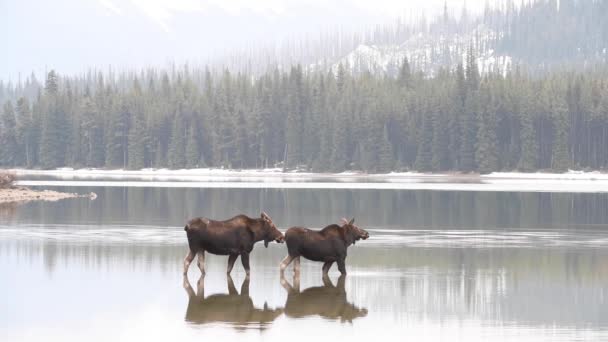 Alce Nas Montanhas Rochosas Canadenses — Vídeo de Stock