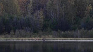 Kanada Kayalıklarında Geyik