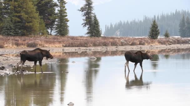 Moose Stâncile Canadiene — Videoclip de stoc