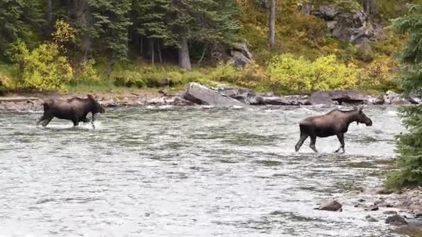 Moose Kanadských Skalistých Horách — Stock video