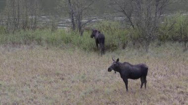 Kanada Kayalıklarında Geyik