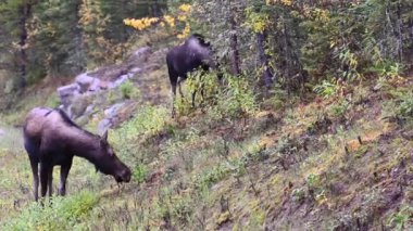 Kanada Kayalıklarında Geyik