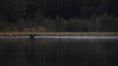 Kanada Kayalıklarında Geyik